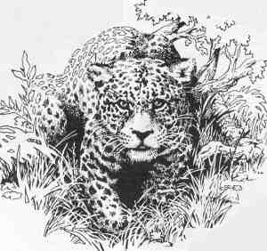 [Leopard drawing]