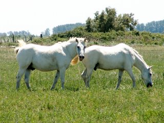 Mno, jestli jsou opravdu divoc, to otzka, ale bl jsou zaruen! :-)