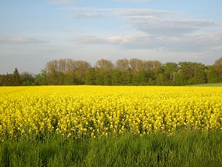 Umleck foto.