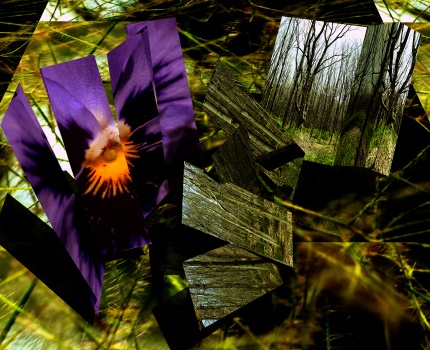 [Image: Broken Forest]