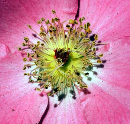 [Photo: Nikon macro]