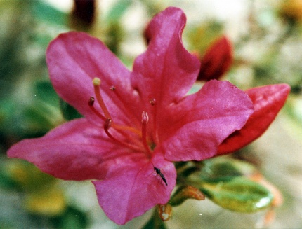 [Photo: Olympus macro]