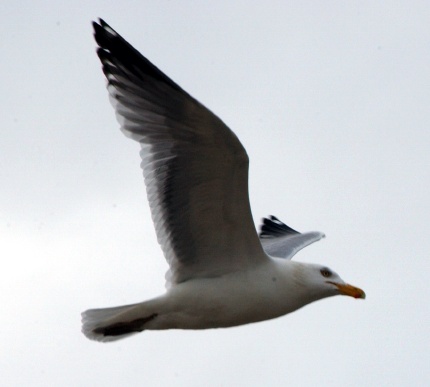 [Photo: Seagull 1]