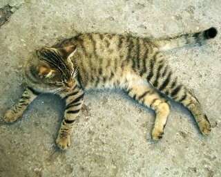 M����uuuuuuu...