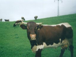 Kravi�ky. Mo�n� �e pr�v� od&nbsp;t�hle krasavice v&nbsp;pop�ed� jsme m�li ml�ko ke sn�dani.