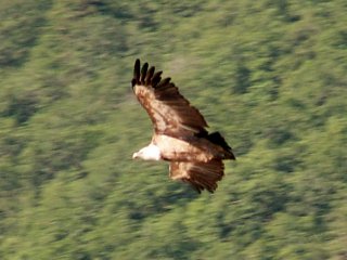 Orel, velmi efektn� krou��c� nad ka�onem.