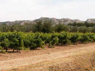 V pop�ed� vinice, za nimi olivovn�ky, za nimi hory. ;-)