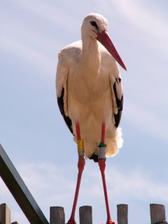 ��p p�zuje pro fotografy a rozd�v� podpisy... teda pardon... klofance. ;-)