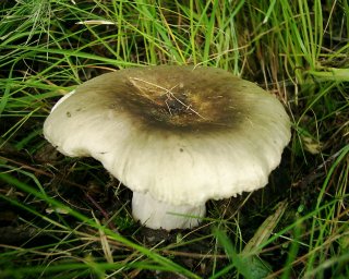 Muchom�rky b�l�, budu sb�rat v l�t�...