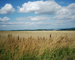 P�kn� pohled do pol� a na oblohu s mr��ky.