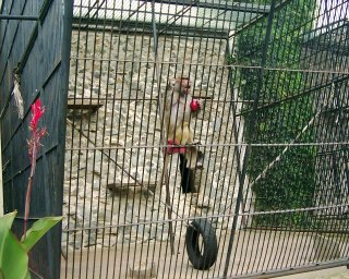 Opi��k je mimo z�b�r.